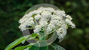 Leatherleaf viburnum Viburnum rhytidophyllum Alleghany white flowers in spring garden. Beautiful blossom on dark green