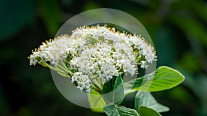 Leatherleaf viburnum Viburnum rhytidophyllum Alleghany white flowers in spring garden. Beautiful blossom on dark green backgroun