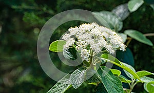 Leatherleaf viburnum Viburnum rhytidophyllum Alleghany white flowers in spring garden. Beautiful blossom on dark green backgroun