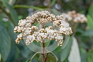 Leatherleaf Viburnum rhytidophyllum creamy-white flowers photo