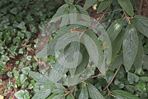 Leatherleaf Viburnum (Viburnum rhytidophyllum) plant unde the sunlight