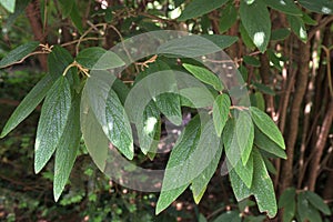 Leatherleaf Viburnum (Viburnum rhytidophyllum) plant unde the sunlight