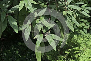Leatherleaf Viburnum (Viburnum rhytidophyllum) plant unde the sunlight