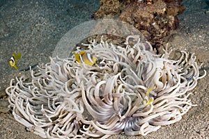 Leathery anemone (heteractis crispa)
