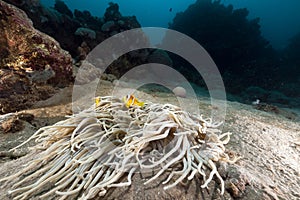 Leathery anemone (heteractis crispa) and anemonefish in the Red Sea.