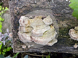 Leathery Brown Bracket