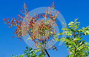 Turpentine tree photo