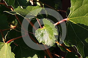 Leathery olive green leaves and pink stalks of climbing plant called Peppervine or Porcelainberry