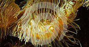 Leathery Sea Anemone, heteractis crispa