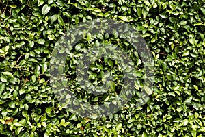 Leave background in the garden