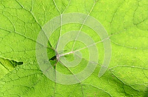 Leave of a butterbur