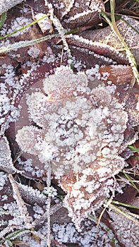 Leave frozen in ice crystalls photo