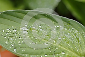 A leave of a hosta with rain drops after the summer rain