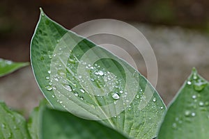 A leave of a hosta with rain drops after the summer rain