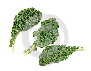 Leave of kale cabbage