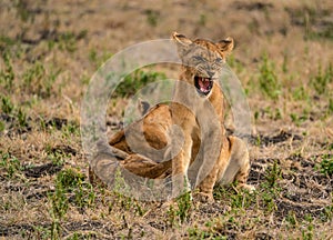 Leave me in peace - South Luangwa NP Zambia