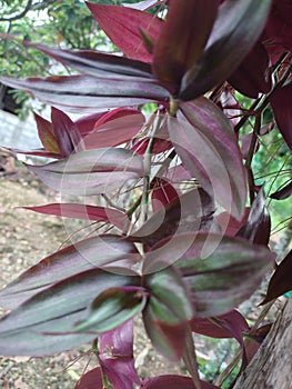 Leaf nature in the outdour