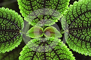 Leave pattern of Pilea crassifolia photo