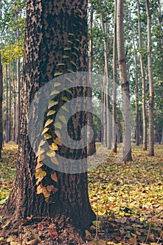 leave on tree trunk in forest