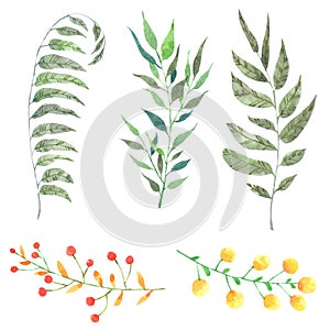 Leave watercolor collection isolated on white background , Hand drawn painted for Greeting Card ,Wallpaper ,Postcards, Product
