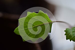 Leave of a young cabbage plant as a close up