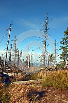 Leaveless spruces on the trail in the mountains