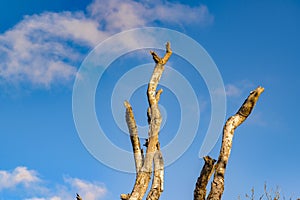 Leaveless Tree against Blue Sky