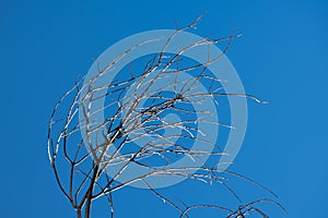Leaveless Tree and Blue Sky