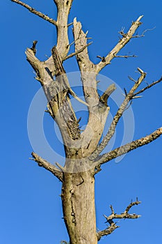 Leaveless Tree at Blue Sky