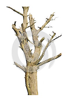 Leaveless Tree Isolated on White Background