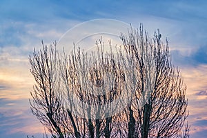 Leaveless Tree and Sunset Sky