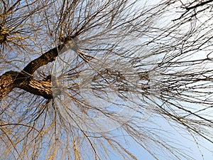 Weeping willow from the bottom