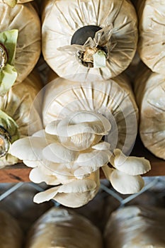 Leaven of Oyster mushroom