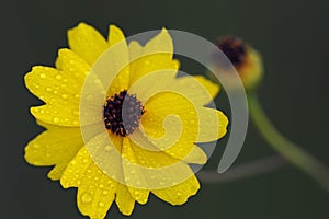 Leavenworths Tickseed in Big Cypress National Preserve, Florida