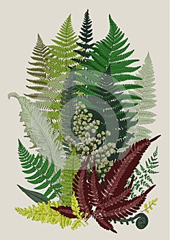 Leaver ferns. Composition. Vector botanical vintage illustration.