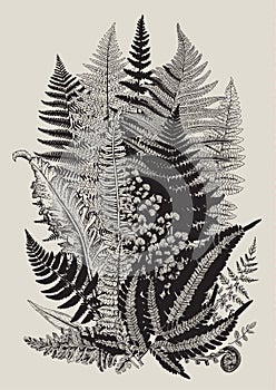 Leaver ferns. Composition. Vector botanical vintage illustration.