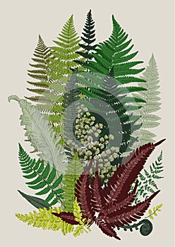 Leaver ferns. Composition. Vector botanical vintage illustration. photo