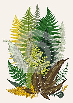 Leaver ferns. Composition. Vector botanical vintage illustration. photo