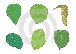 Leaver teak green fresh abstract isolated on white background photo