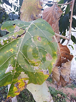 Leaves