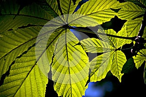 Leaves