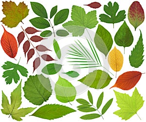 Leaves