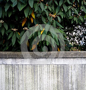 Leaves above the white facade