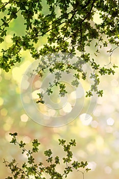 Leaves on abstract bokeh natrue background