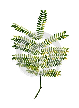 leaves of acacia plant isolated on white