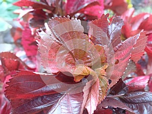 The leaves of the Acalypha wilkesiana plant are red with a few holes eaten by caterpillars