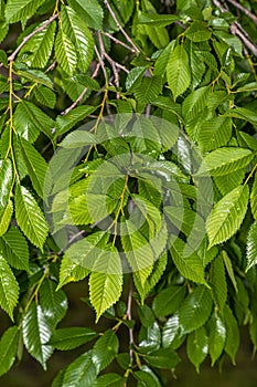 Leaves of Accolade Hybrid Elm