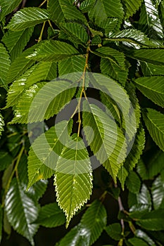 Leaves of Accolade Hybrid Elm
