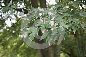 Acer saccharinum tree photo