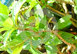 Leaves of Adhatoda Vasaca - Justicia Adhatoda - a Herb for Lung Disorders photo